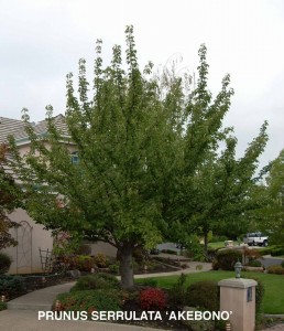 Prunus serrulata 'Akebono'